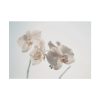 Beautiful White Orchid Poster