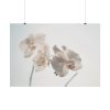 Beautiful White Orchid Poster