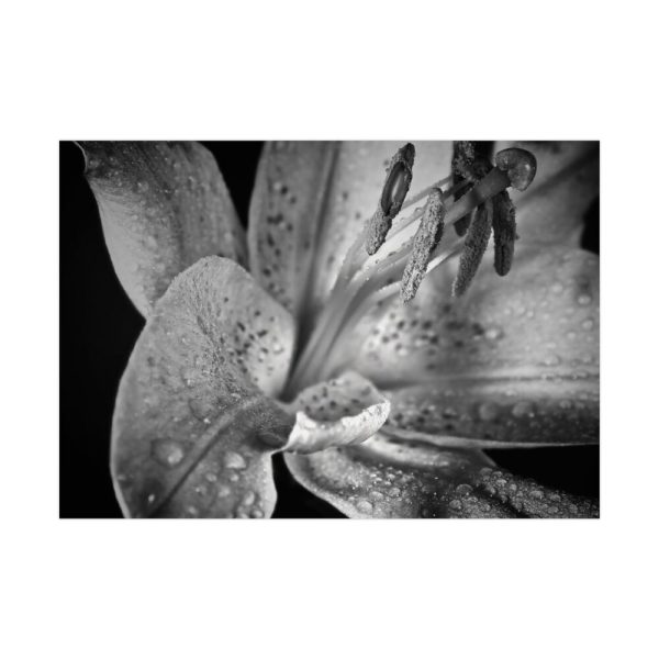 Black and White  Poster