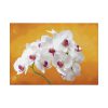 Orchid Plant Flower Poster