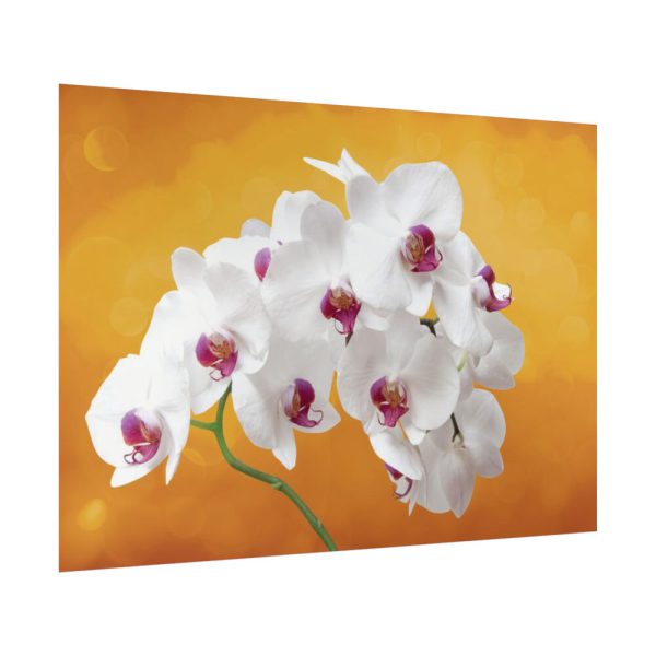 Orchid Plant Flower Poster