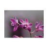 Macro Flower Plant Poster