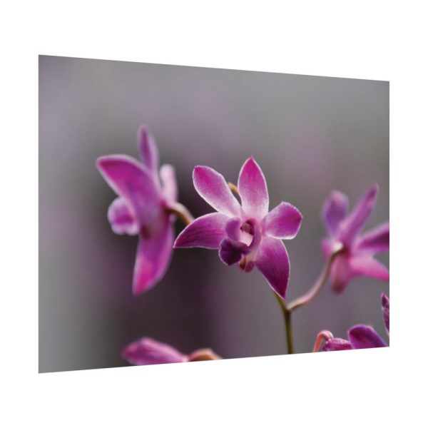 Macro Flower Plant Poster