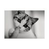 92409-167.jpg Kitten and Finger Poster