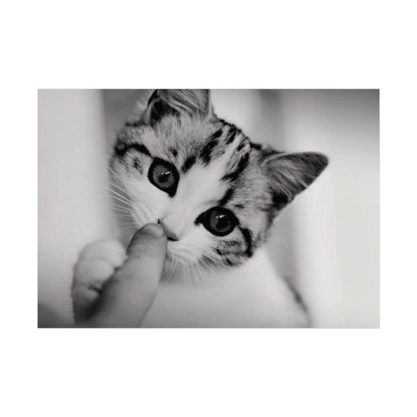 92409-167.jpg Kitten and Finger Poster