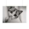 92409-168.jpg Kitten and Finger Poster