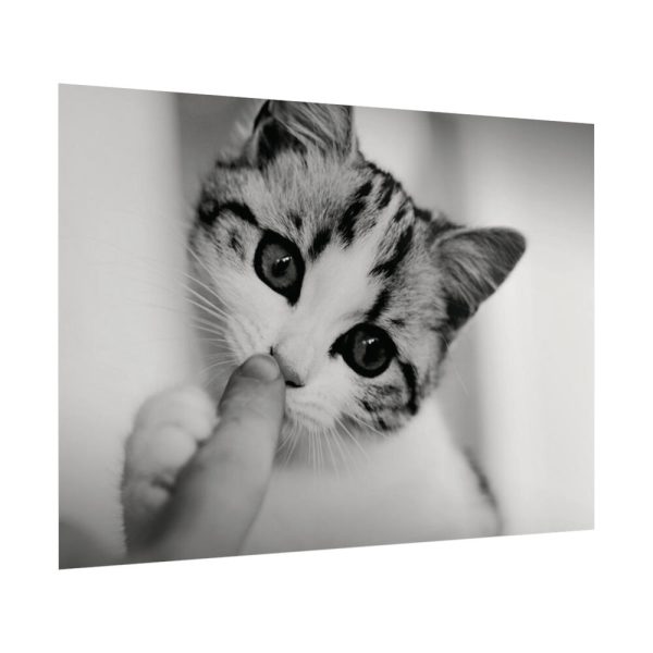 92409-169.jpg Kitten and Finger Poster