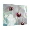 Flowering Plant Poster
