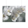 Orchids Elegant Poster