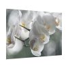 Orchids Elegant Poster