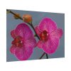 Pink Moth Orchid Poster
