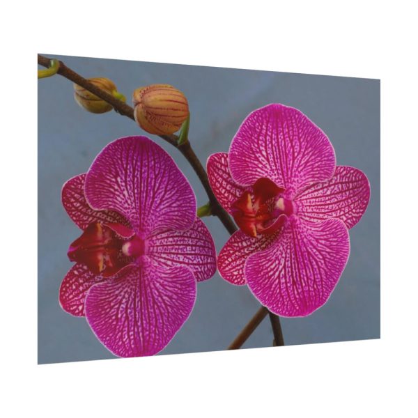 Pink Moth Orchid Poster