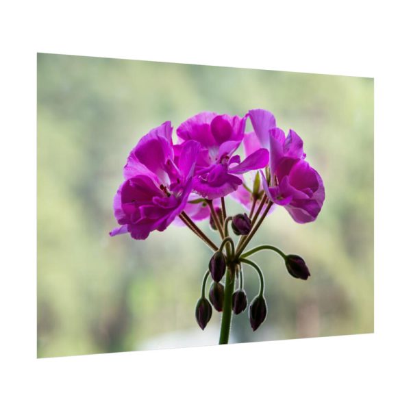 Colorful Flower Poster