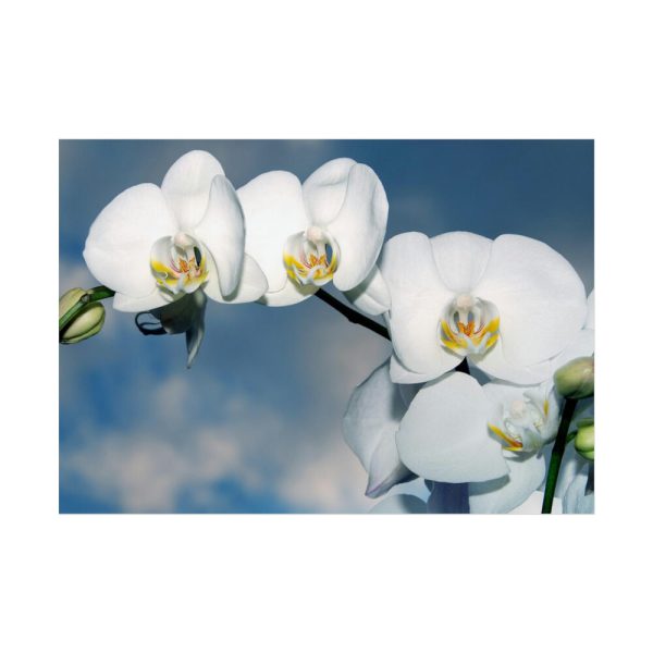 White Flower Poster