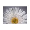 White Daisy  Poster