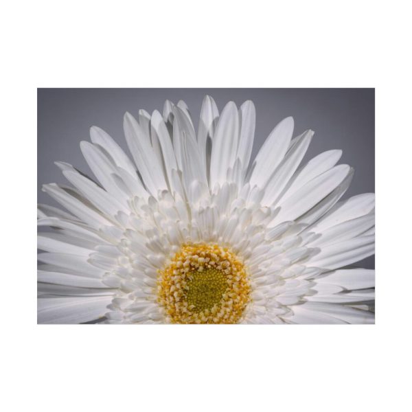 White Daisy  Poster
