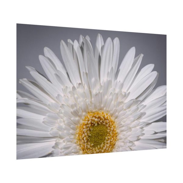White Daisy  Poster