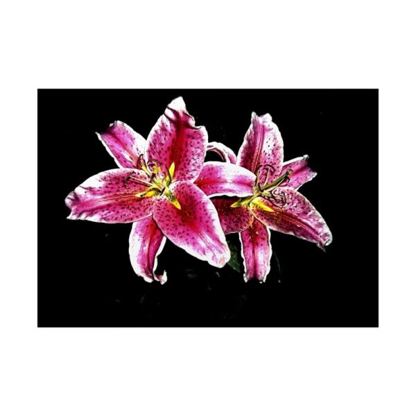 Tiger Lily Flower Poster