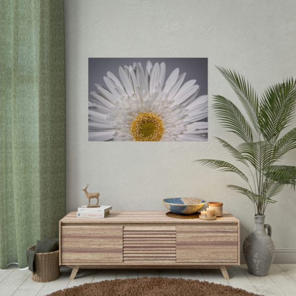 White Daisy  Poster