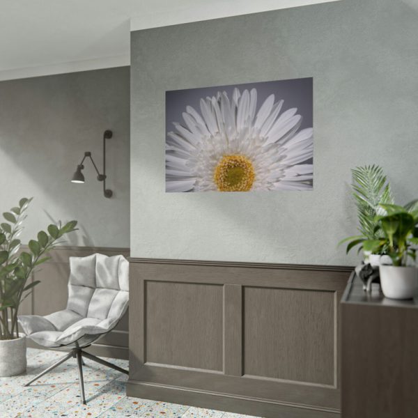 White Daisy  Poster
