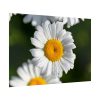 White Daisy Flower Poster