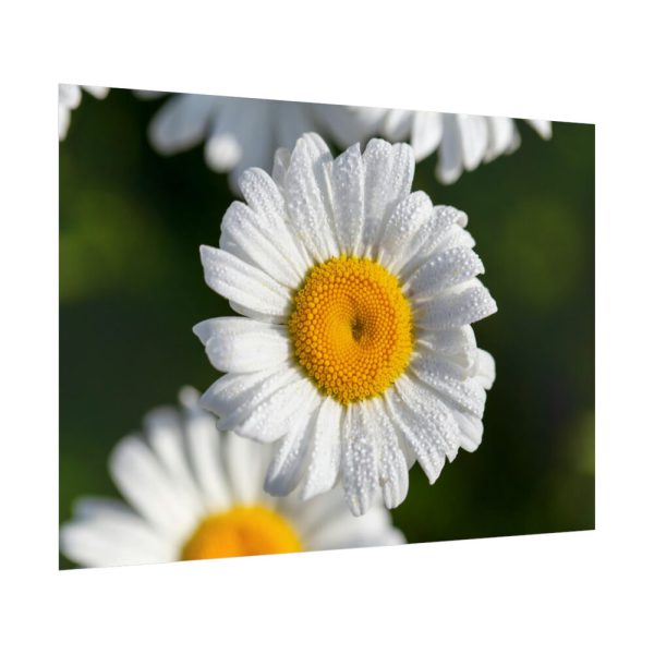 White Daisy Flower Poster