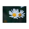 92409-227.jpg Wild Daisy Poster