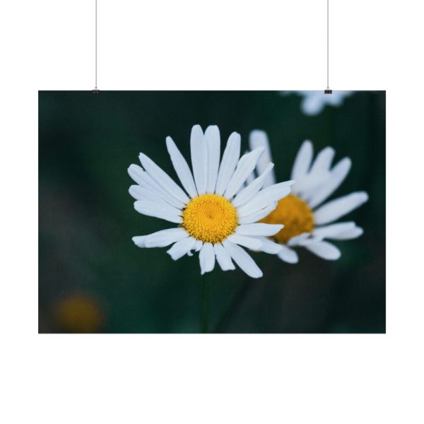 92409-228.jpg Wild Daisy Poster