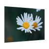 92409-229.jpg Wild Daisy Poster