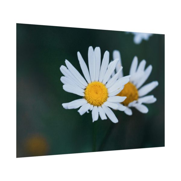 92409-229.jpg Wild Daisy Poster
