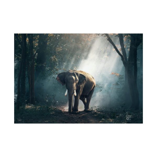 92409-232.jpg Elephant in Nature Poster