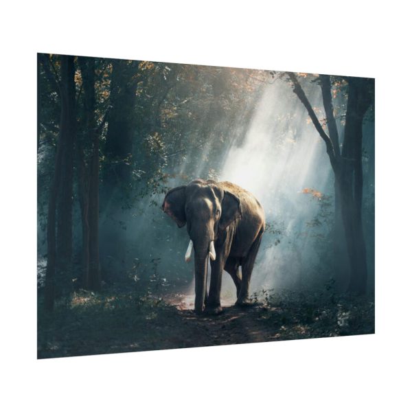 92409-234.jpg Elephant in Nature Poster