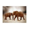 92409-247.jpg African Elephants Poster