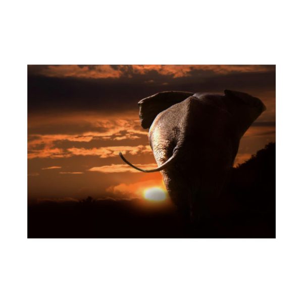 92409-252.jpg Elephant and Yellow Sky Poster