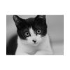 Bicolor Cat Poster