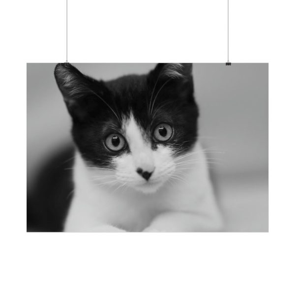 Bicolor Cat Poster