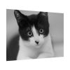 Bicolor Cat Poster