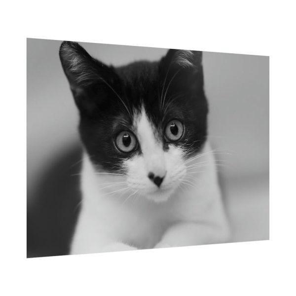 Bicolor Cat Poster