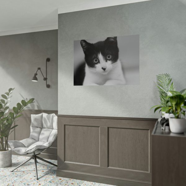 Bicolor Cat Poster