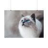 Closeup of a Blue Eyed Cat Poster
