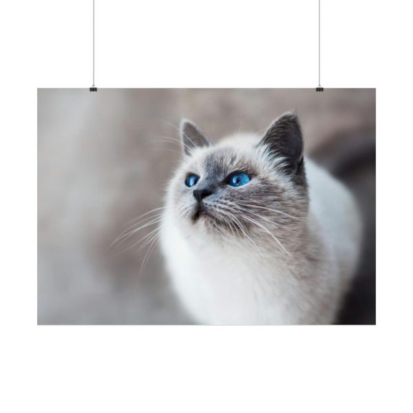 Closeup of a Blue Eyed Cat Poster