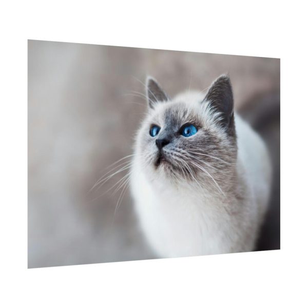 Closeup of a Blue Eyed Cat Poster
