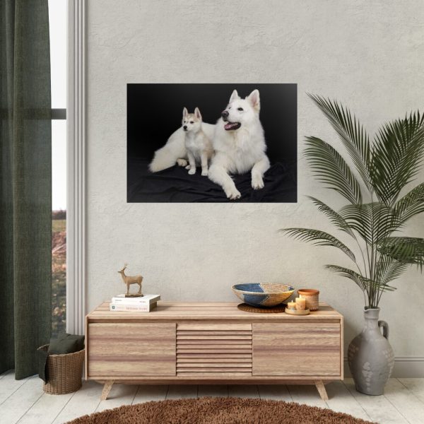 92409-28.jpg White Swiss Shepherds Poster