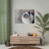 Closeup of a Blue Eyed Cat Poster