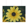 92409-283.jpg Blooming Yellow Petaled Flowers Poster