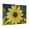 92409-284.jpg Blooming Yellow Petaled Flowers Poster