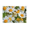 White Flowers Poster