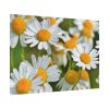White Flowers Poster