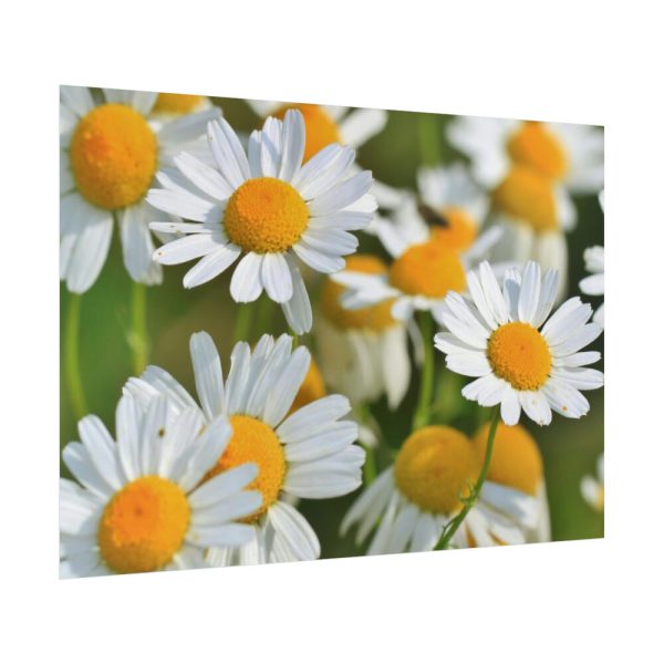 White Flowers Poster
