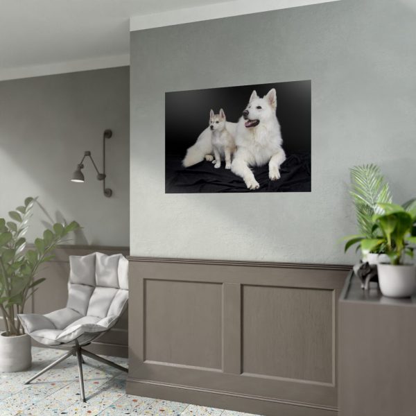 92409-29.jpg White Swiss Shepherds Poster